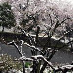 桜に季節外れの雪